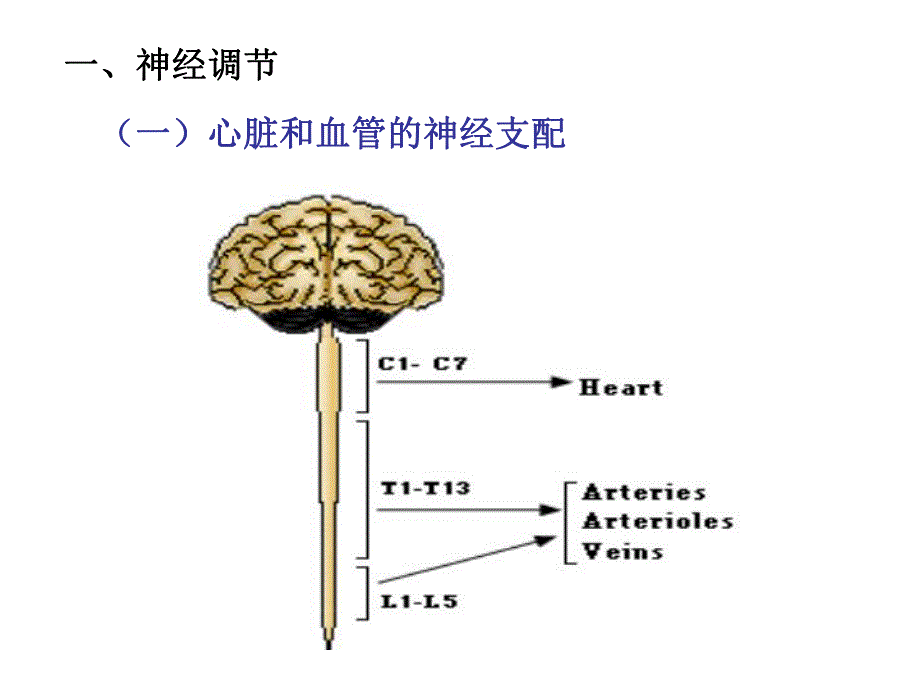 第四节心血管活动的调节.ppt_第2页