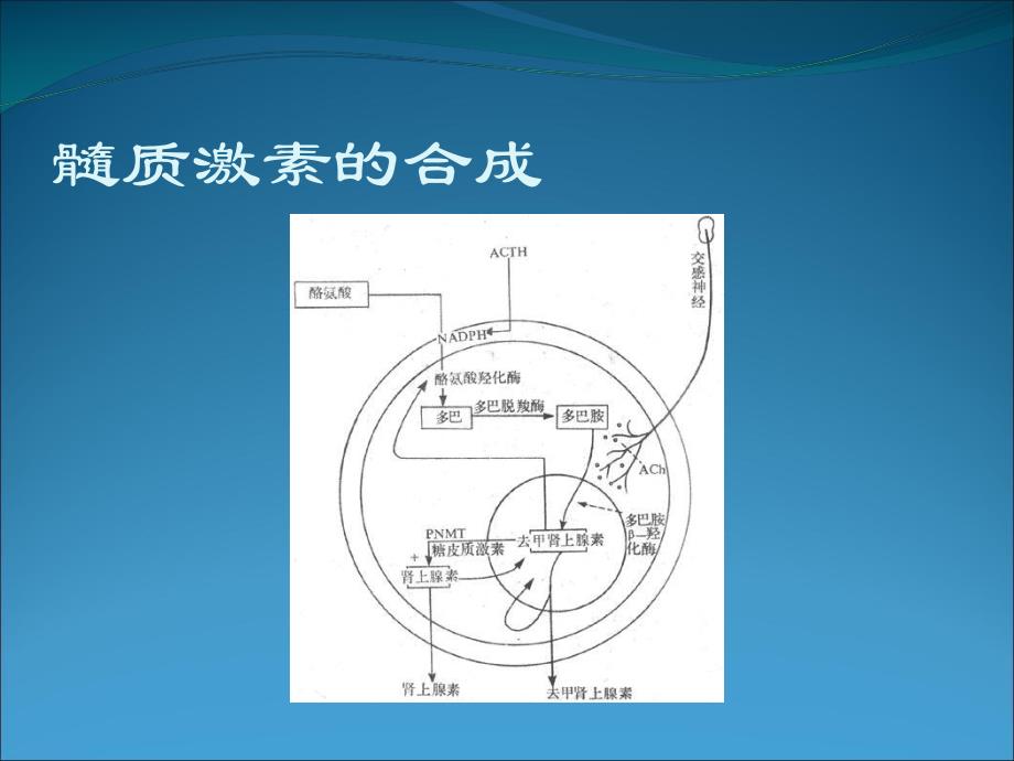 肾上腺髓质激素.ppt_第3页