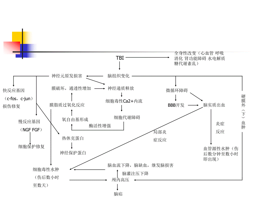 脑外伤大骨瓣开颅术.ppt_第3页