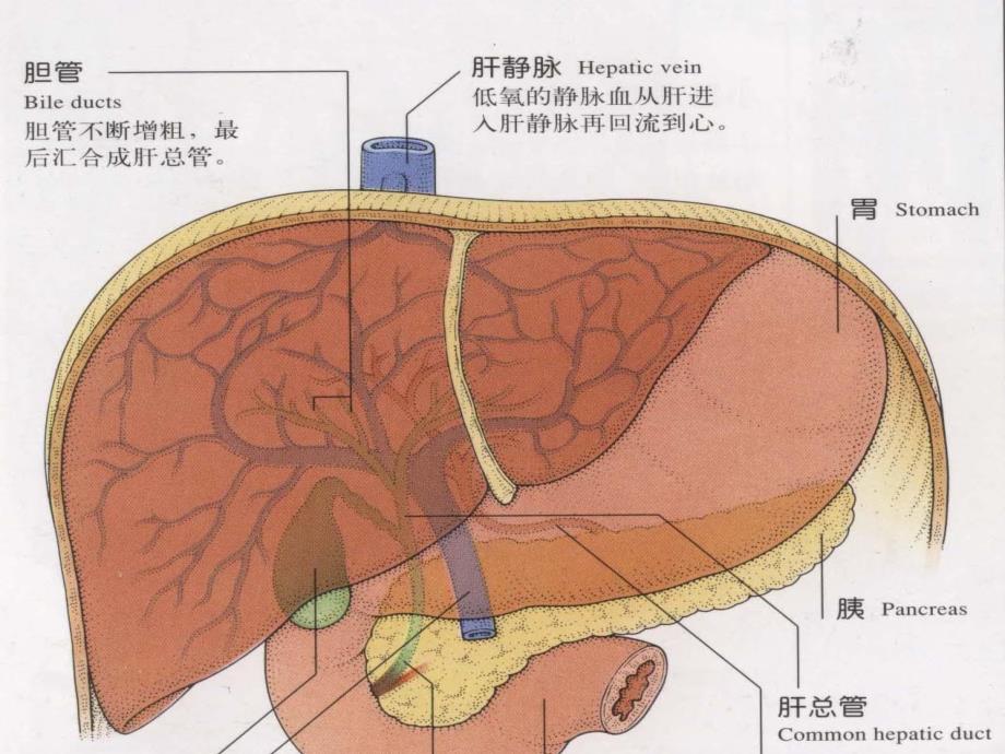 肝功能实验室检测.ppt_第2页