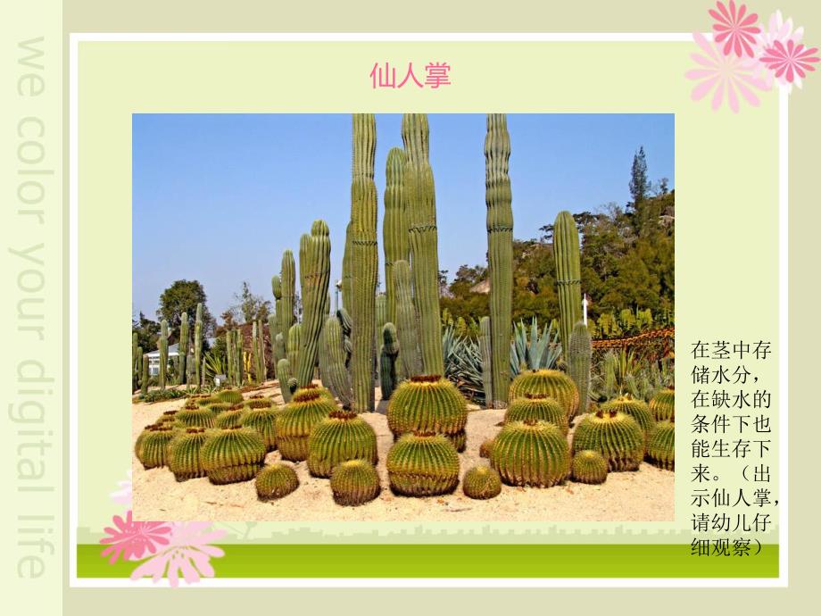 植物趣闻大班科学.ppt_第2页