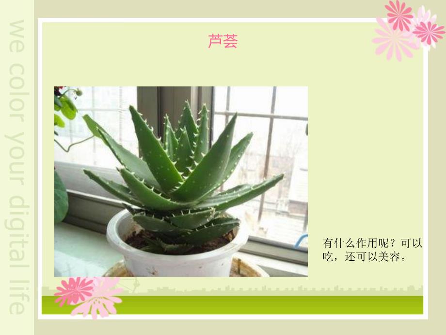 植物趣闻大班科学.ppt_第3页