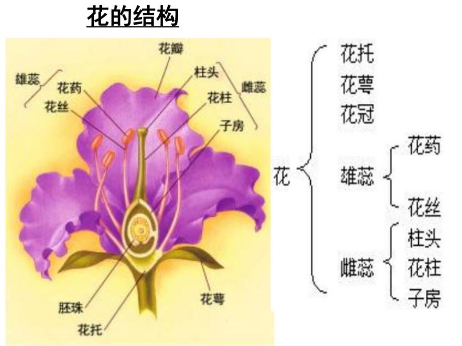 3.2月季的花药培养课件辛越权.ppt_第2页