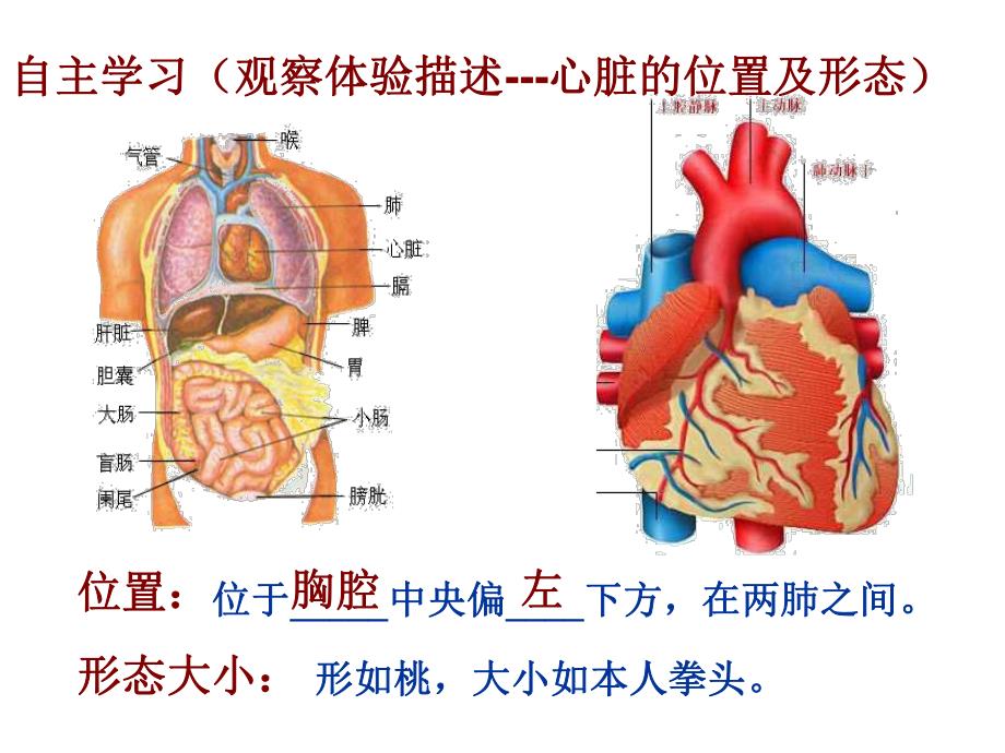 4.431输送血液的泵心脏1.ppt_第3页