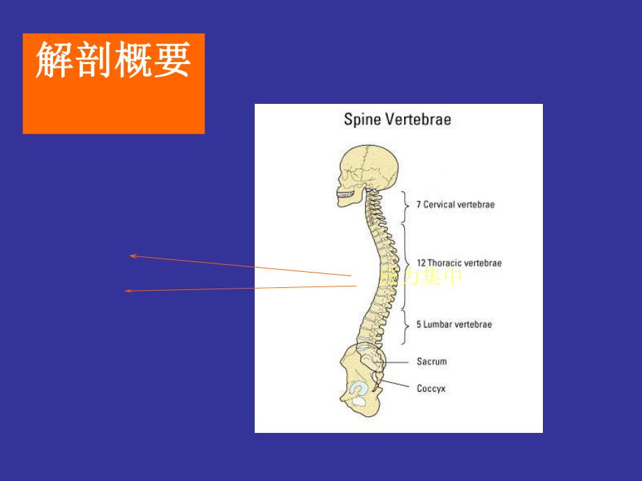 腰椎间盘突出症课件.ppt_第2页