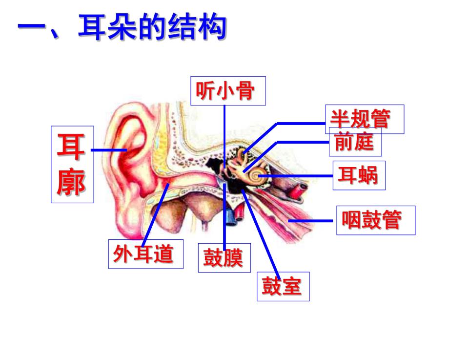 1.3耳和听觉公开课.ppt_第3页