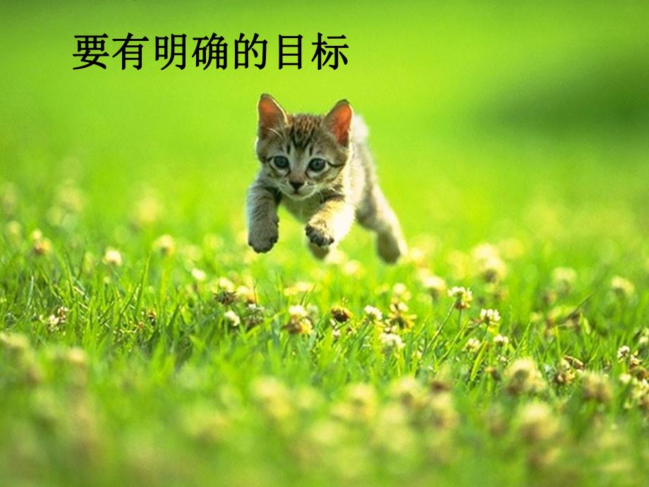 教师实用心理学养心之道猫咪给我们的启示.ppt_第2页