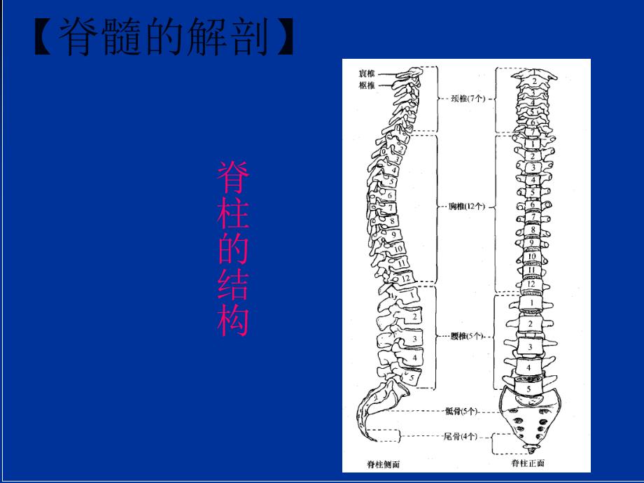 脊髓损伤的感觉评定.ppt_第3页