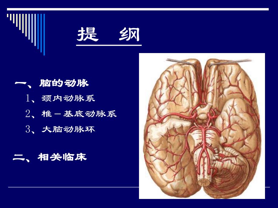 脑动脉的解剖.ppt_第2页