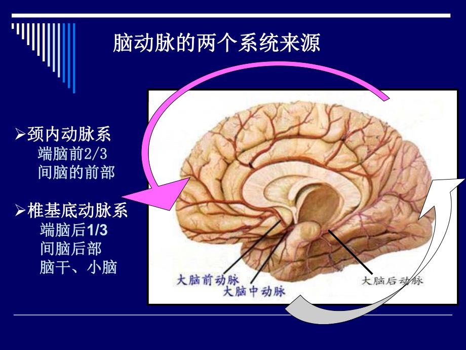 脑动脉的解剖.ppt_第3页