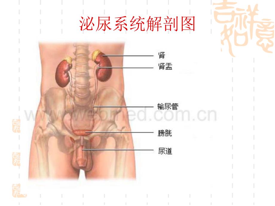 肾上腺疾病的治疗及护理.ppt_第2页