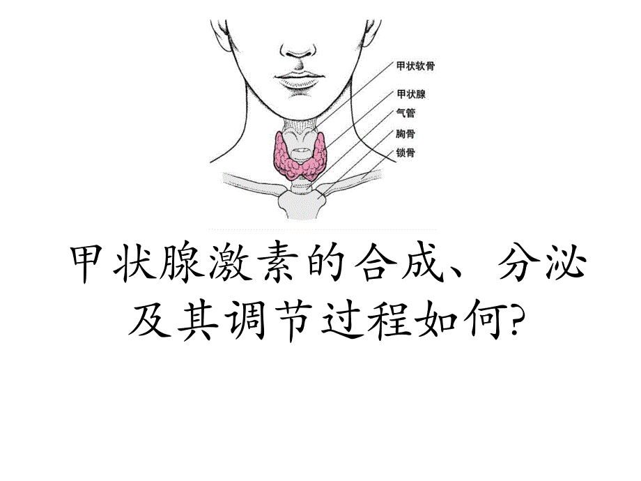 甲状腺激素的合成拓展用.ppt_第1页