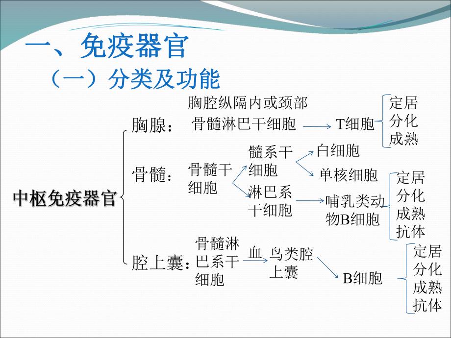 10畜禽解剖学——免疫系统.ppt_第3页