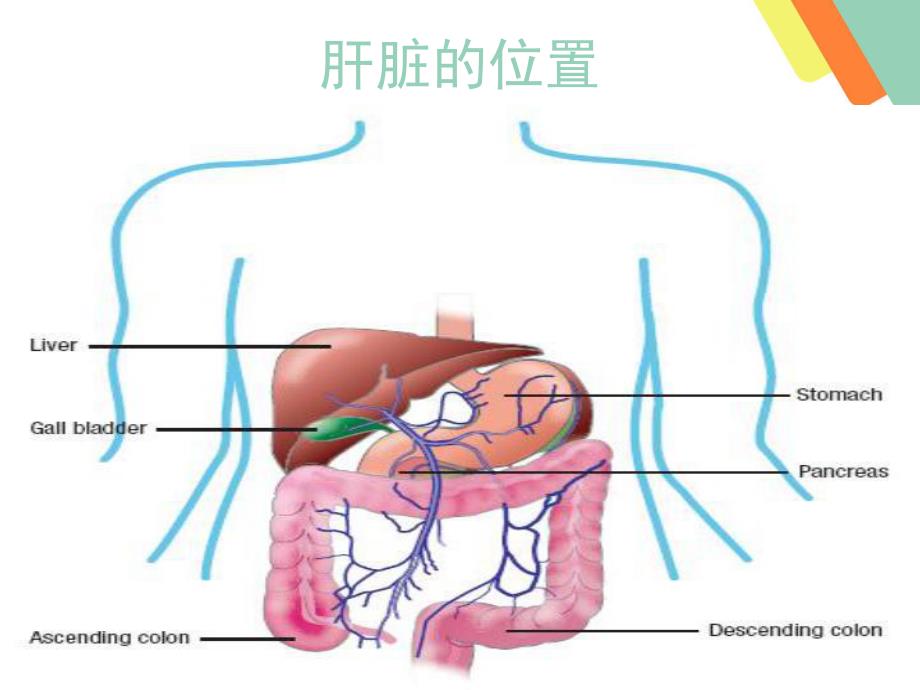 肝病和干扰素相关知识腹水浓缩回输术.ppt_第2页