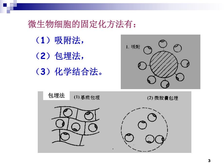 4.3酵母细胞的固定化课件古振宣.ppt_第3页