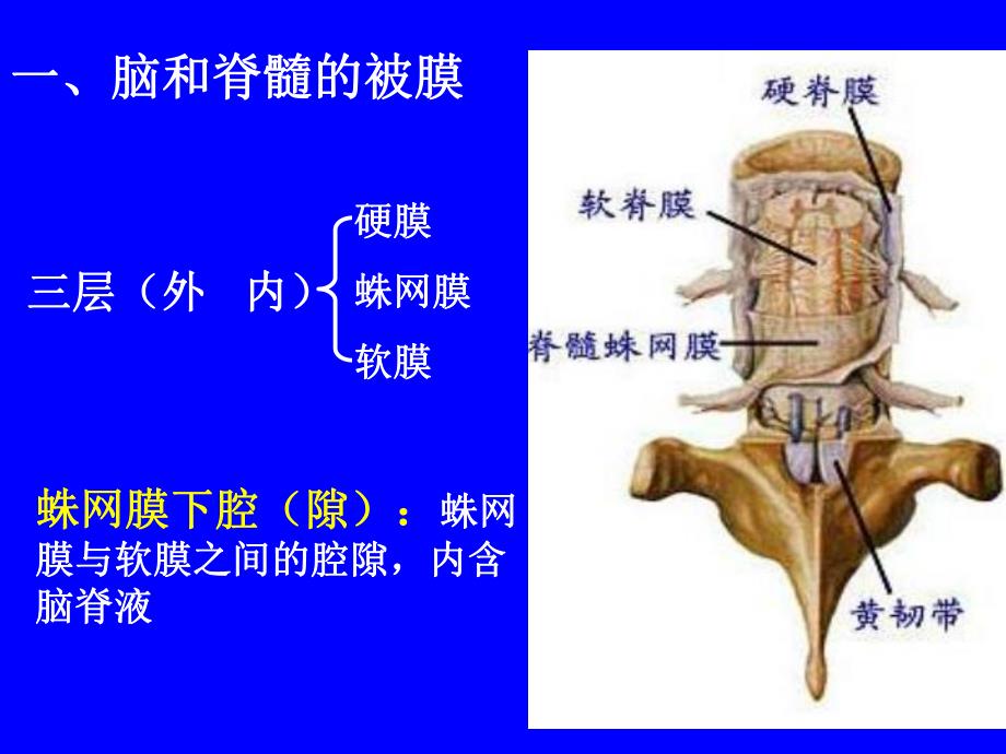 脑和脊髓被膜血管及脑脊液循环.ppt_第2页