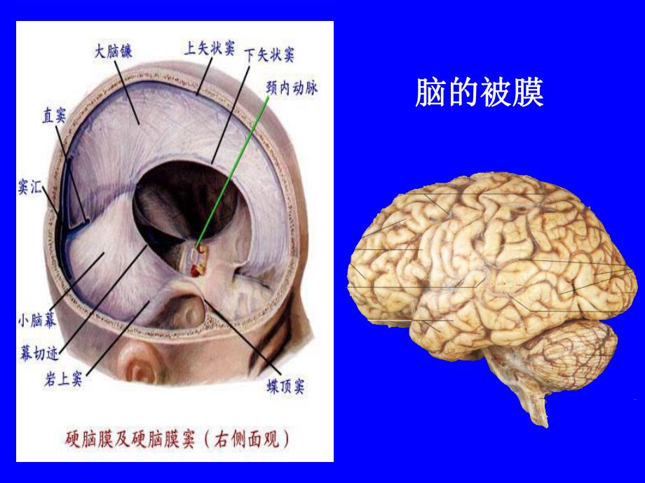 脑和脊髓被膜血管及脑脊液循环.ppt_第3页