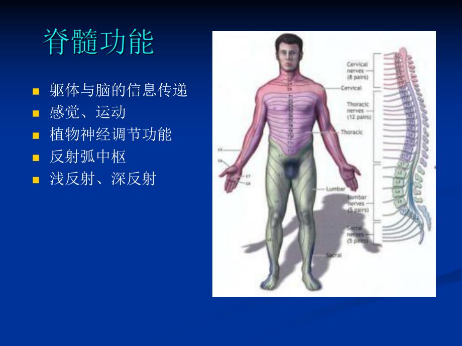 脊柱脊髓损伤的临.ppt_第2页