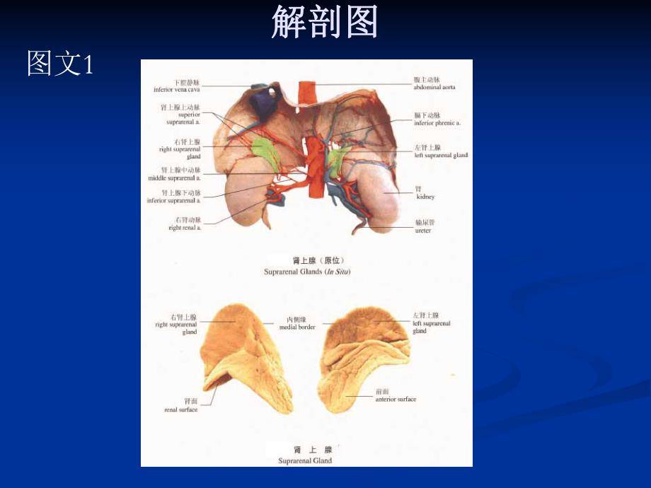 肾上腺的解剖.ppt_第3页