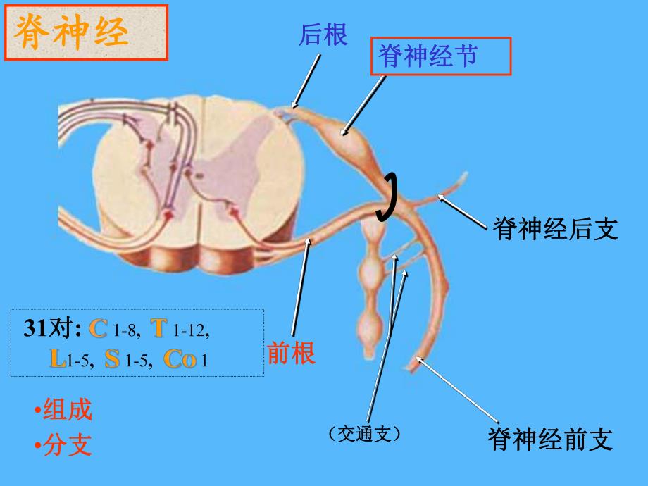 脑神经系统脊神经上.ppt_第3页