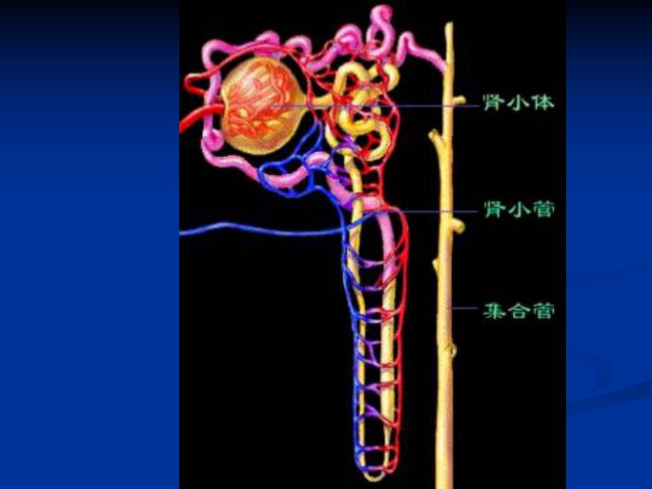 肾的组织结构.ppt_第2页