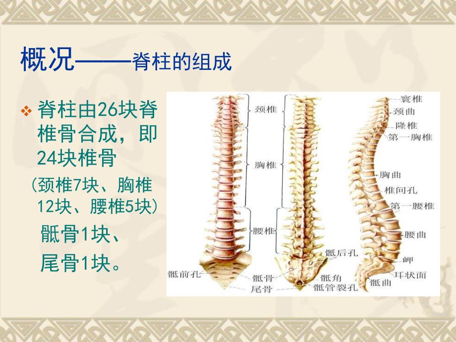 脊柱的养护0.ppt_第3页