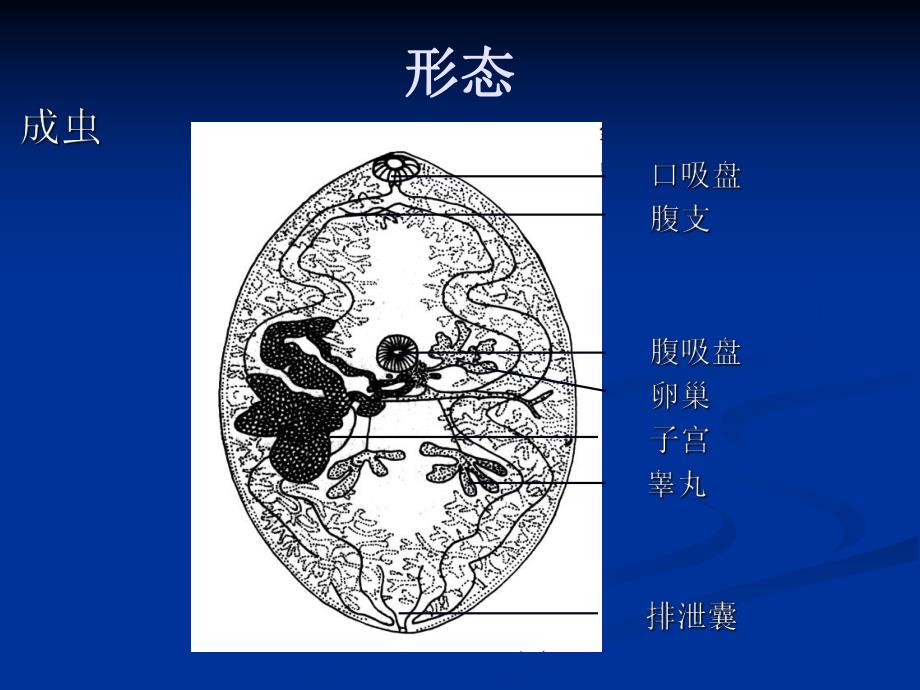 肺吸虫病例感想.ppt_第2页