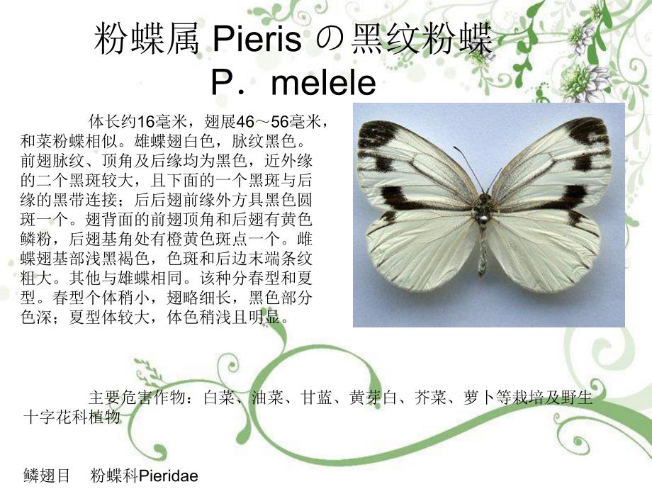 粉蝶科Pieridae.ppt_第3页