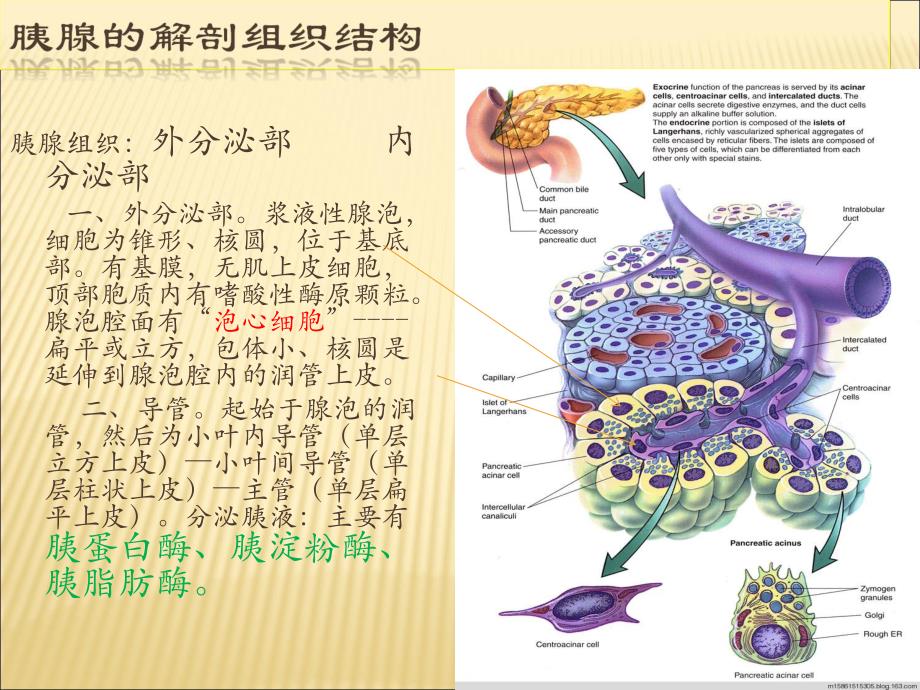 胰腺的组织解剖.ppt_第2页