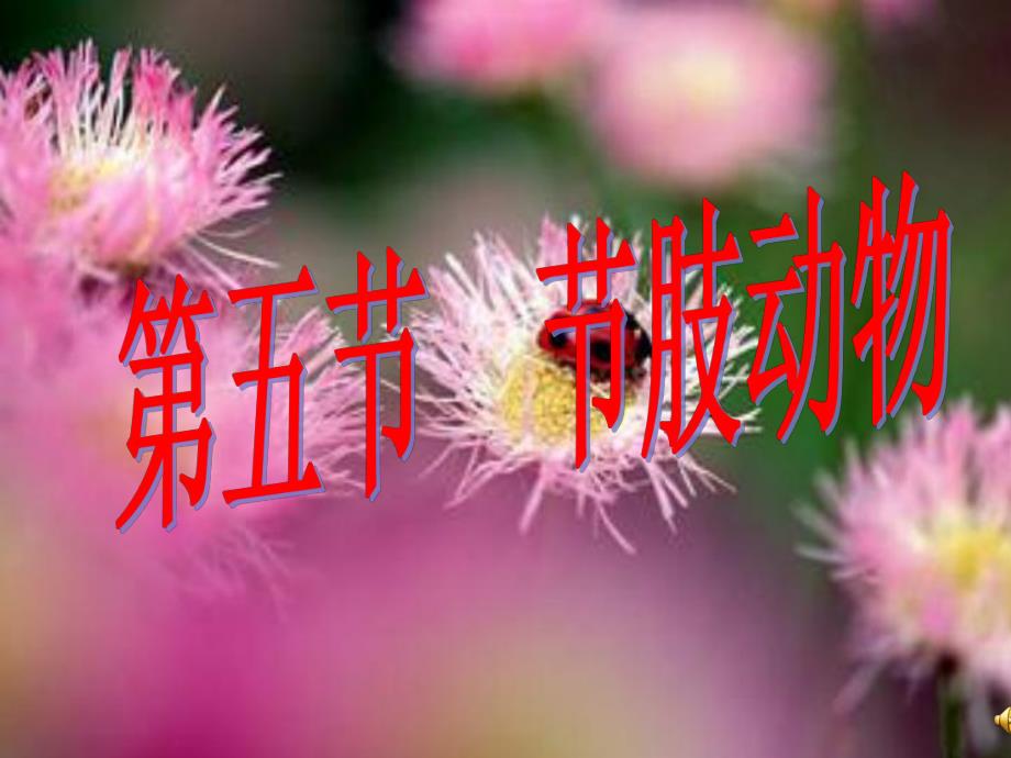 45第五节节肢动物.ppt_第1页