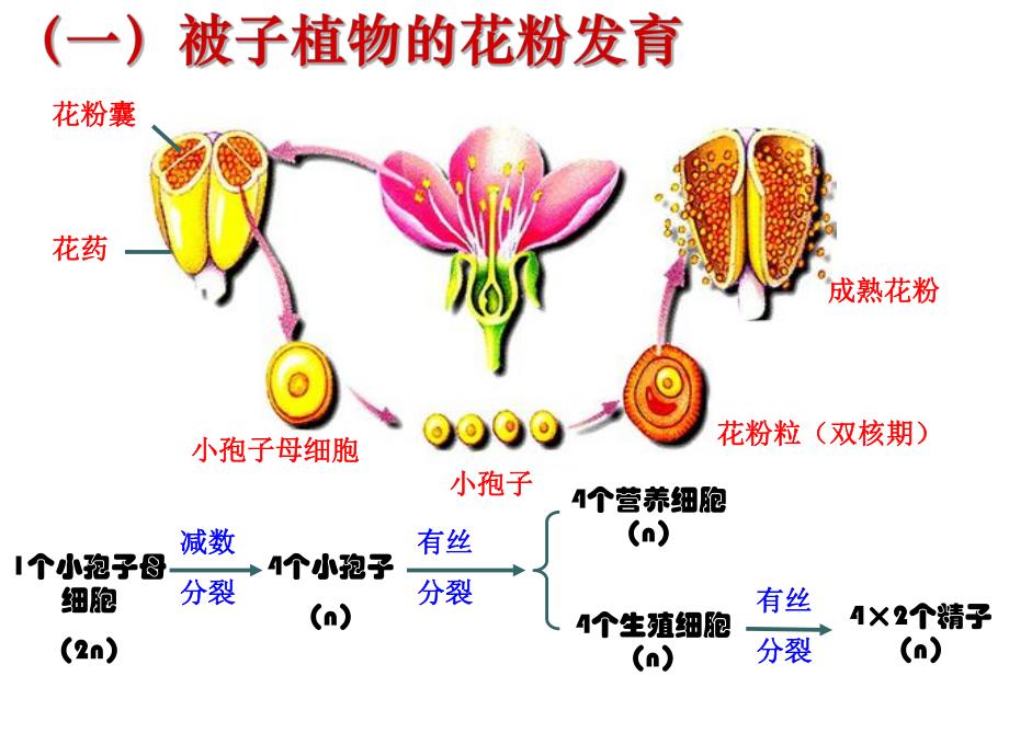 3.2月季的花药培养课件肖婷.ppt_第2页