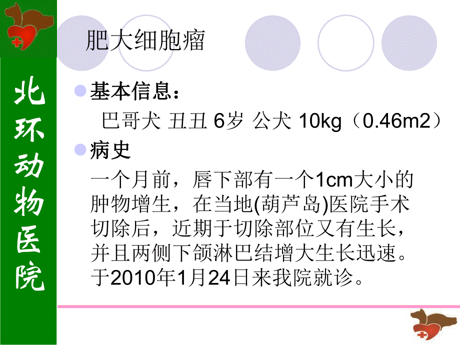 肥大细胞肿瘤.ppt_第2页