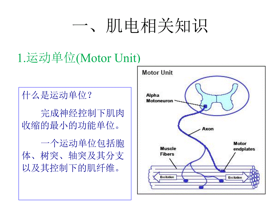 肌电相关知识及电极介绍.ppt_第3页