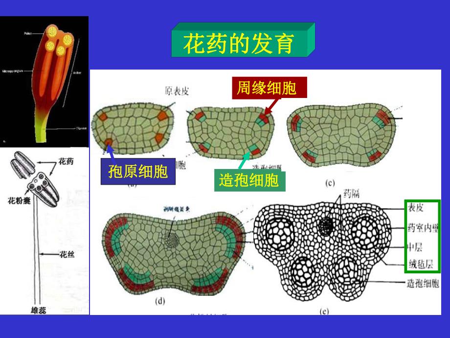 10第十章生殖器官2.ppt_第2页