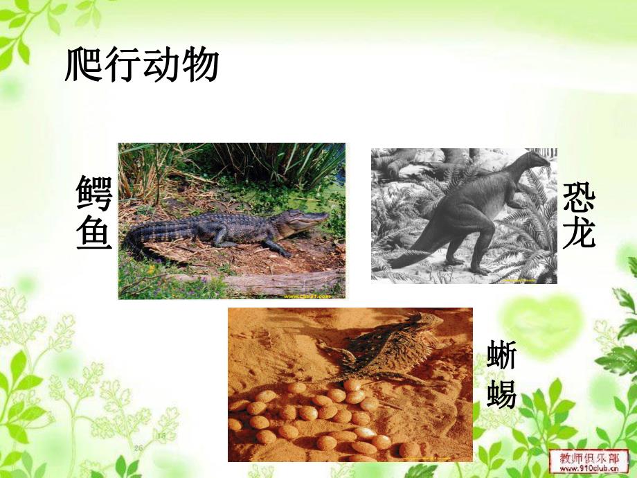 爬行动物课件.ppt_第1页