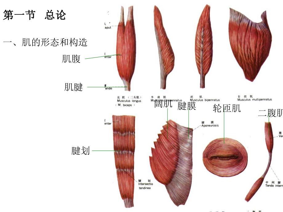 肌学med126com.ppt_第2页