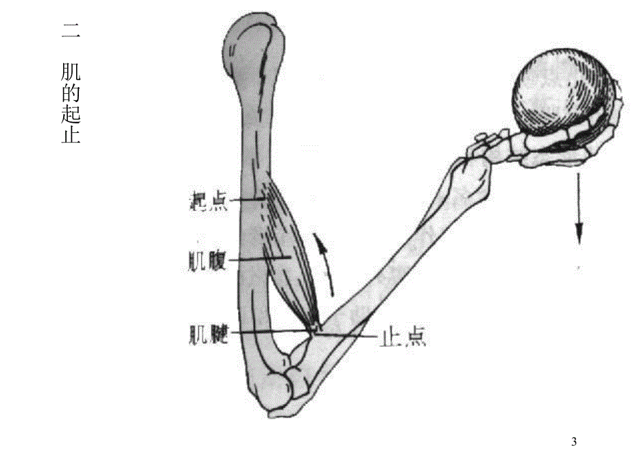 肌学med126com.ppt_第3页