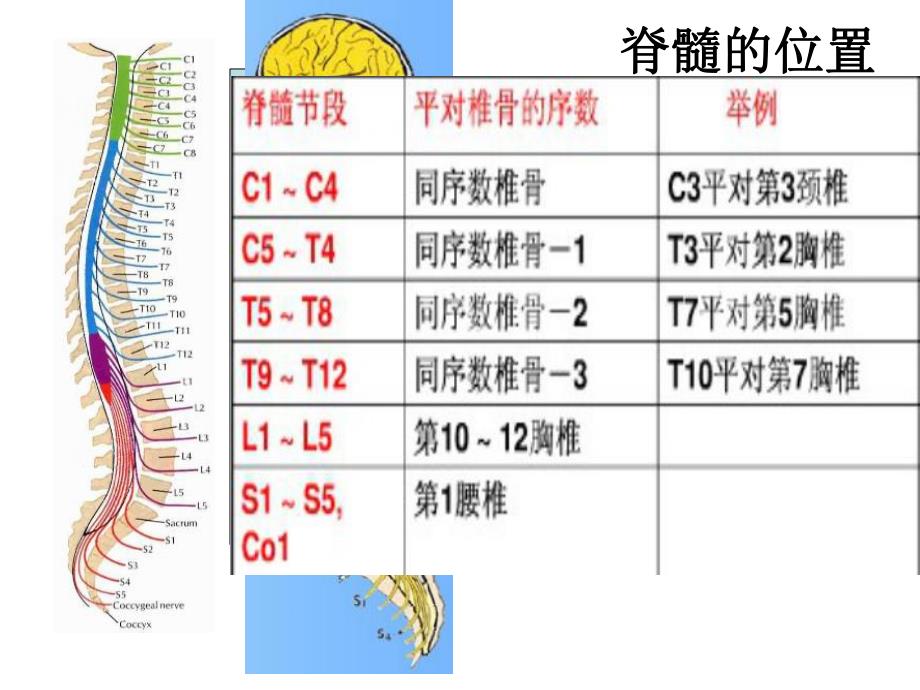 脊髓脊神经2.ppt_第1页