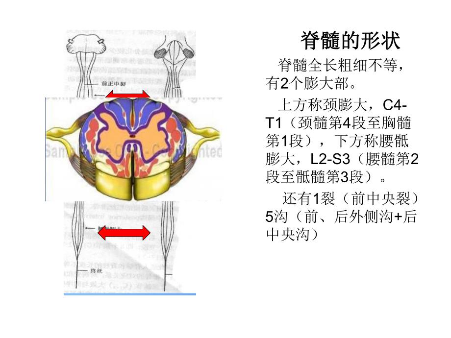 脊髓脊神经2.ppt_第2页