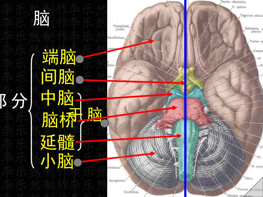 脑及脑干彩色图谱.ppt_第1页