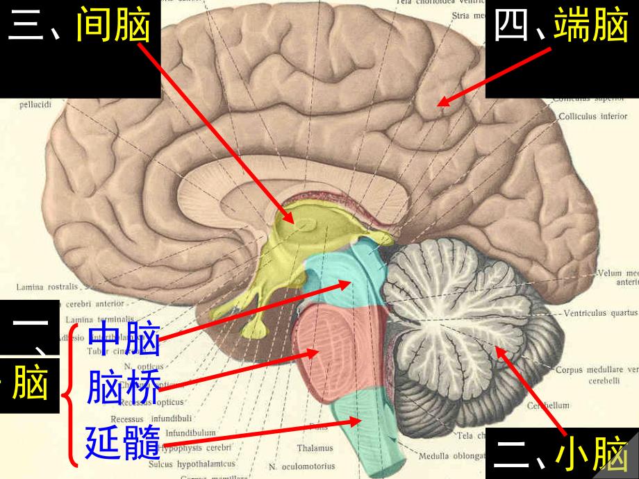 脑及脑干彩色图谱.ppt_第2页