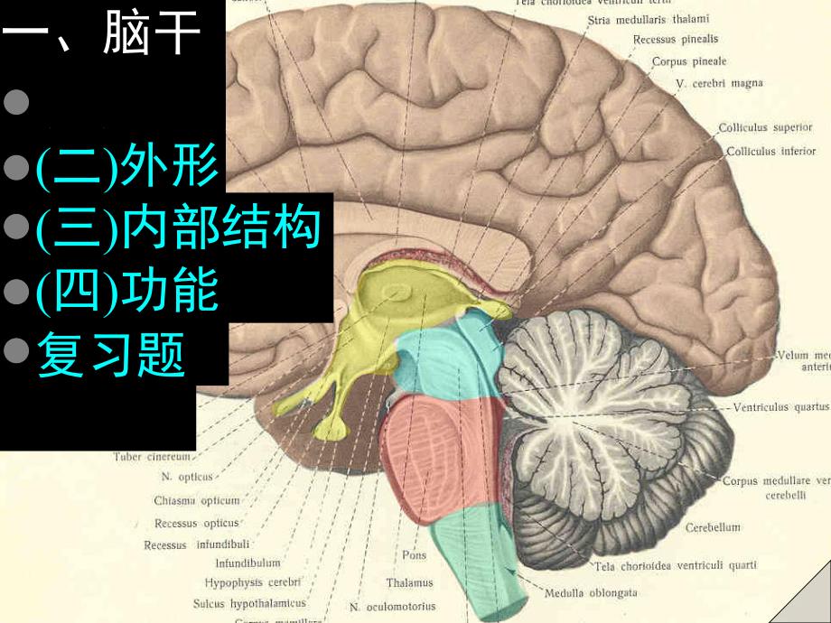 脑及脑干彩色图谱.ppt_第3页