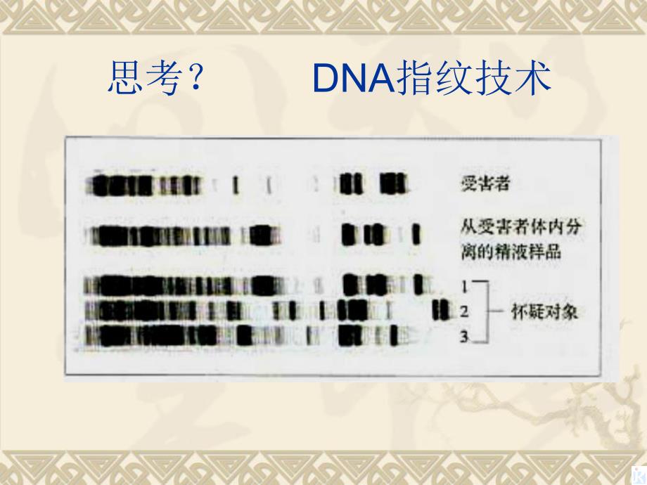 3.4基因是有遗传效应的DNA片段课件高亨波.ppt_第2页