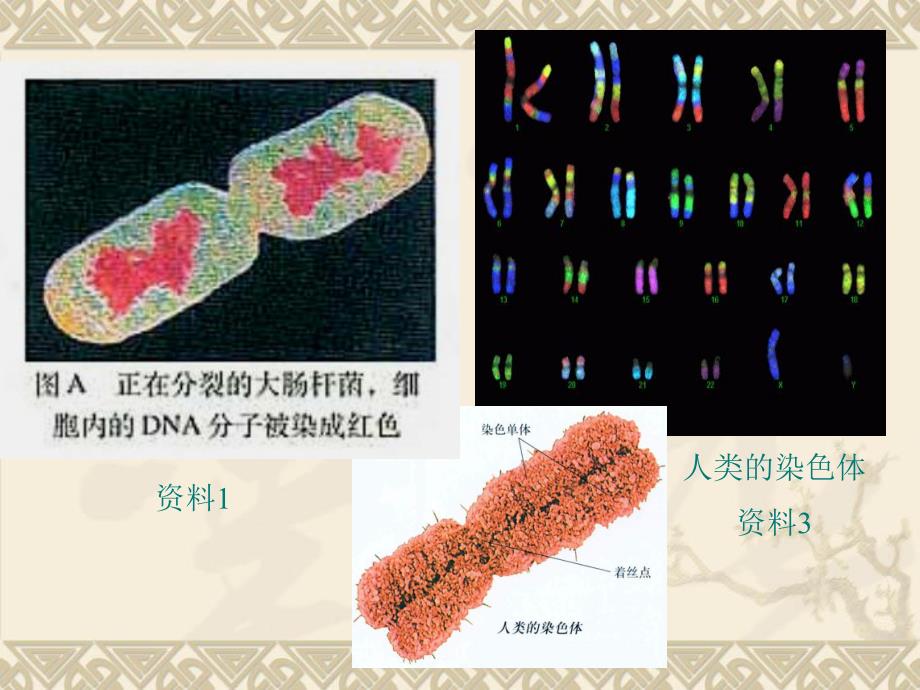3.4基因是有遗传效应的DNA片段课件高亨波.ppt_第3页