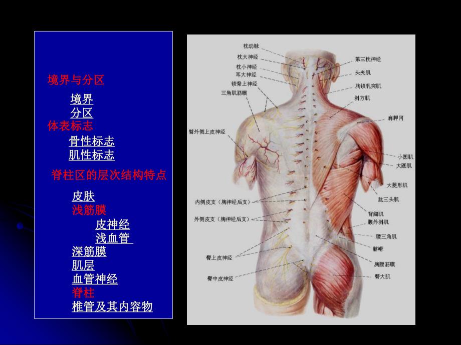 脊柱区的解剖1.ppt_第3页