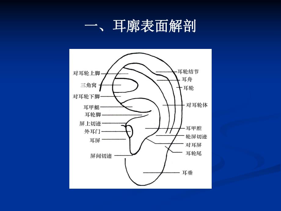 耳穴压豆课件.ppt_第2页