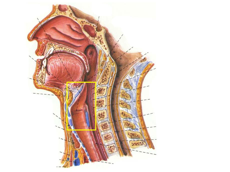 喉讲稿喉的应用解剖学和生理学.ppt_第3页