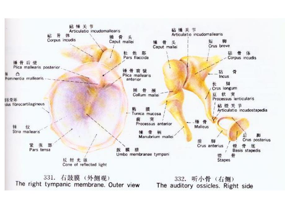 耳鼻咽喉头颈外科学周光耀5.0耳解剖.ppt_第2页