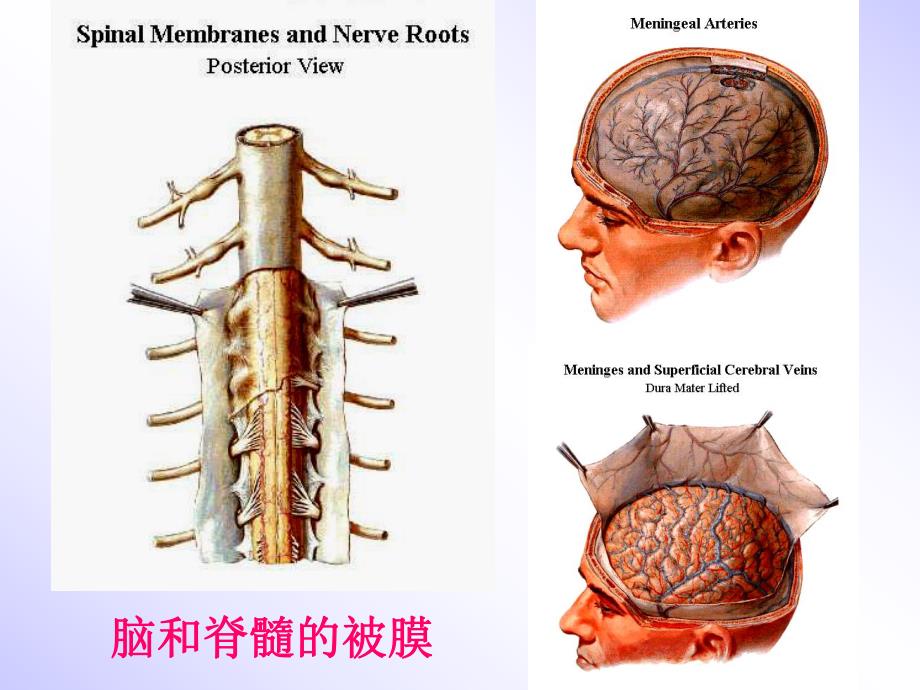 脑脊髓被膜血管ppt课件.ppt_第3页