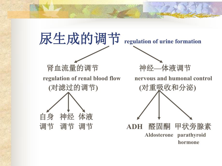 肾脏泌尿功能的调节.ppt_第2页